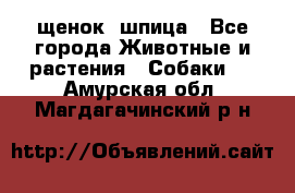 щенок  шпица - Все города Животные и растения » Собаки   . Амурская обл.,Магдагачинский р-н